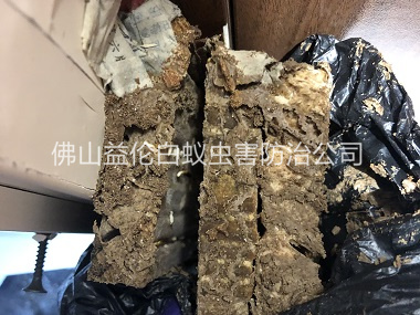 白坭镇白蚁巢灭治工程